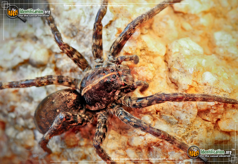 Full-sized image of the Wolf-Spider