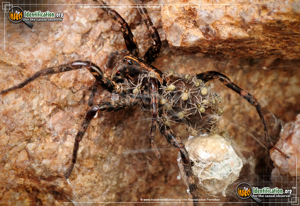 Full-sized image #2 of the Wolf-Spider