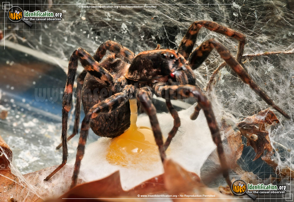 Full-sized image #14 of the Wolf-Spider