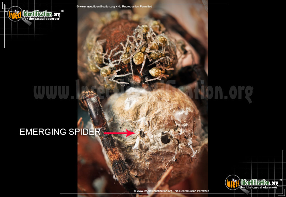 Full-sized image #6 of the Wolf-Spider