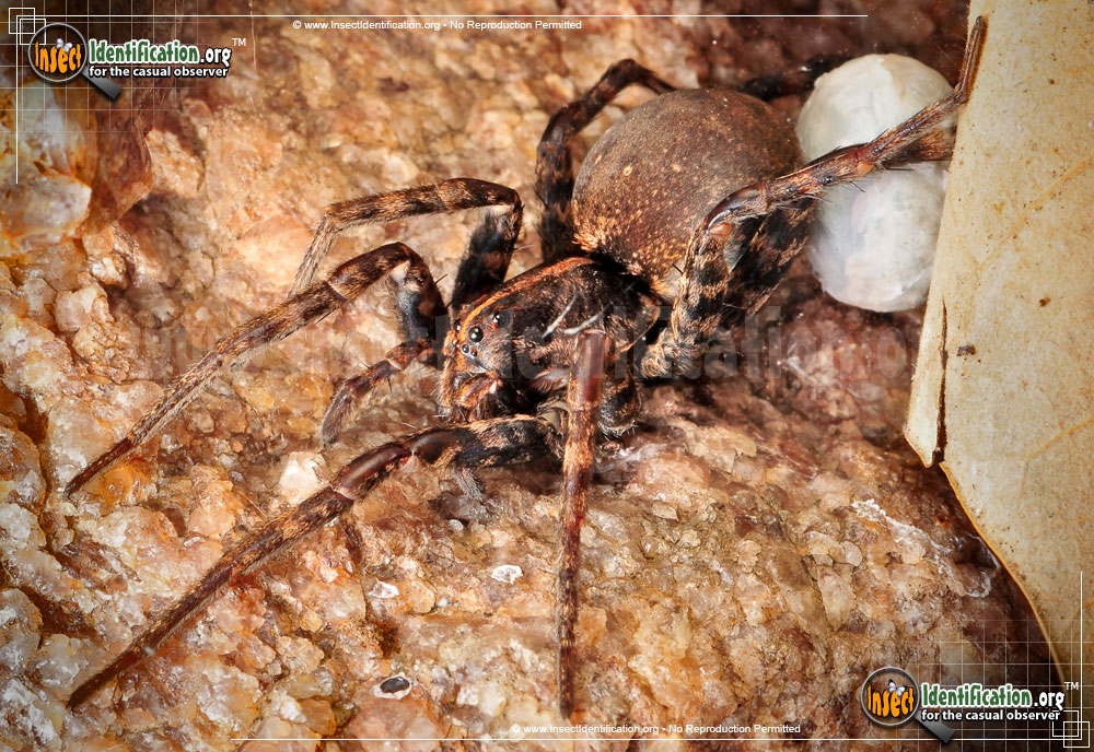 Full-sized image #8 of the Wolf-Spider