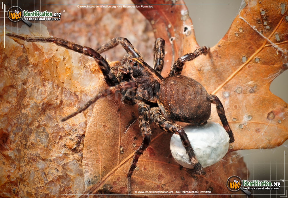 Full-sized image #9 of the Wolf-Spider