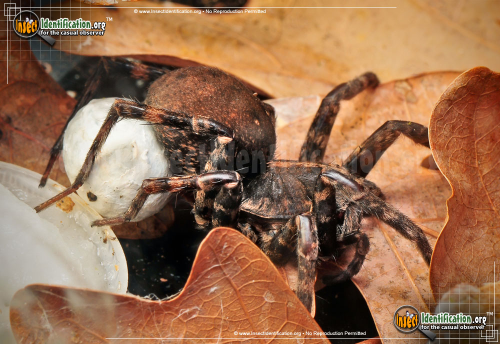 Full-sized image #10 of the Wolf-Spider