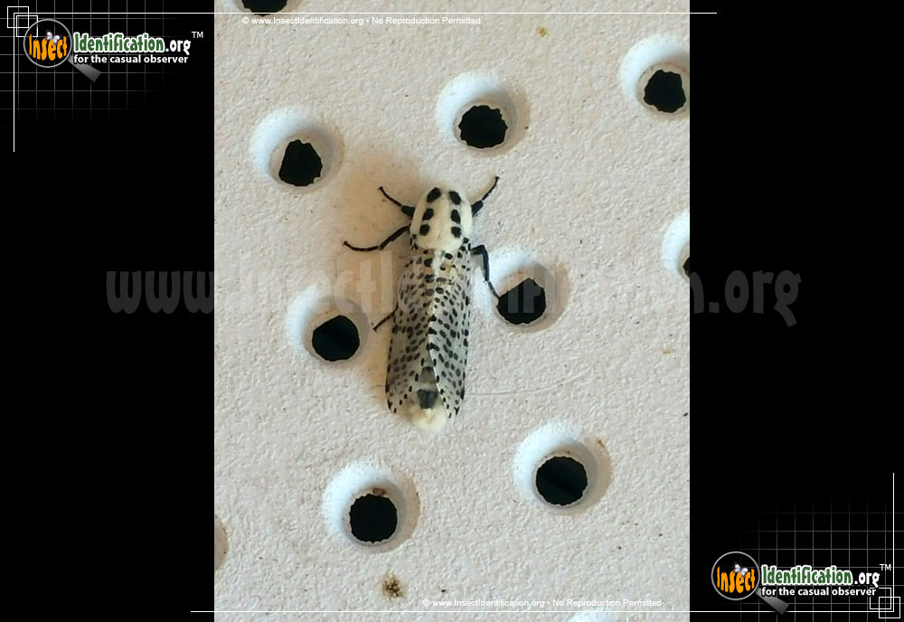 Full-sized image #3 of the Wood-Leopard-Moth