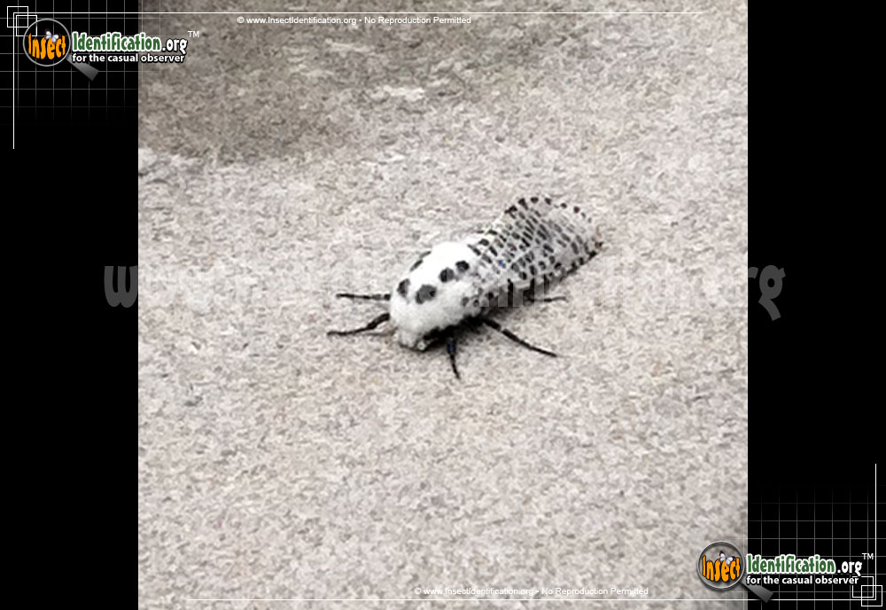 Full-sized image #4 of the Wood-Leopard-Moth