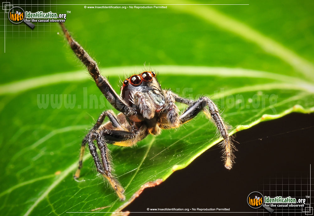 Full-sized image #4 of the Woodland-Jumping-Spider