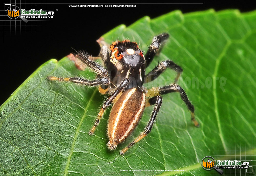 Full-sized image of the Woodland-Jumping-Spider