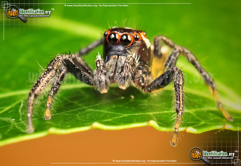 Full-sized image #7 of the Woodland-Jumping-Spider