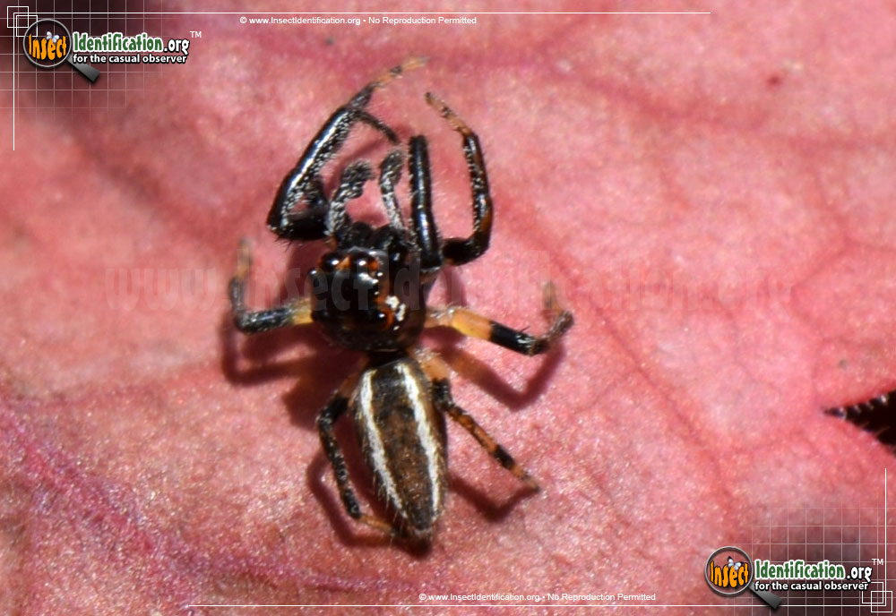 Full-sized image #3 of the Woodland-Jumping-Spider