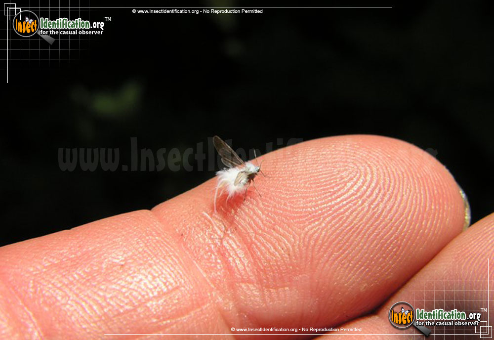 Full-sized image of the Woolly-Aphid