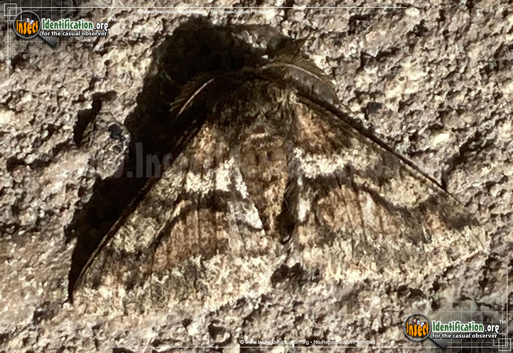 Full-sized image of the Woolly-Gray-Moth