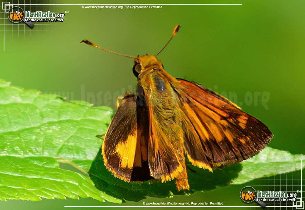 Full-sized image #2 of the Yehl-Skipper