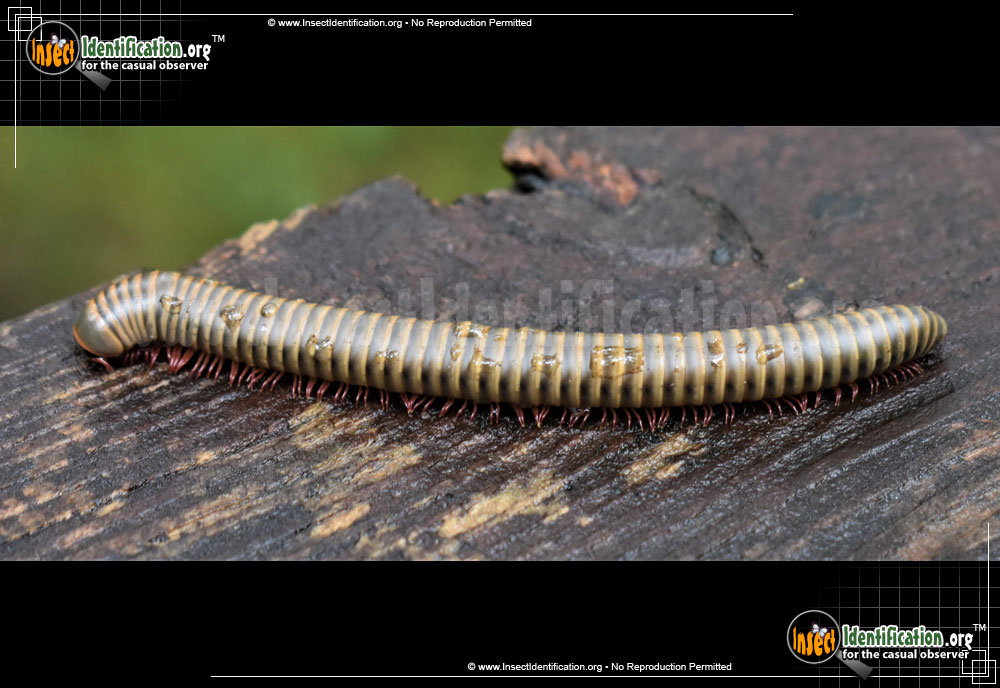 Full-sized image of the Yellow-Banded-Millipede