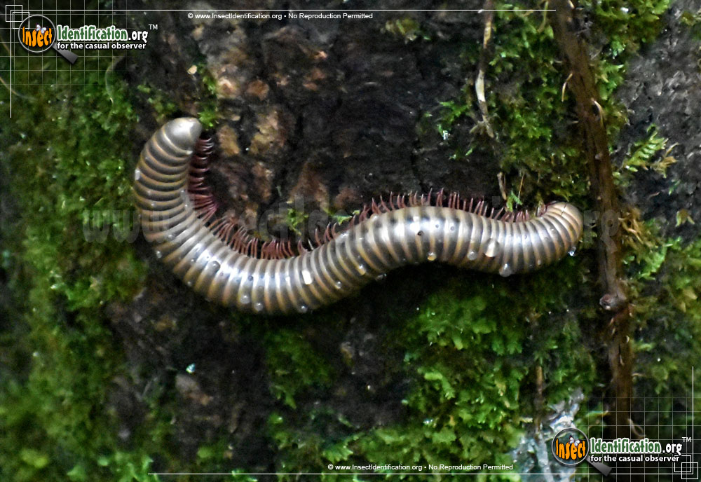 Full-sized image #2 of the Yellow-Banded-Millipede