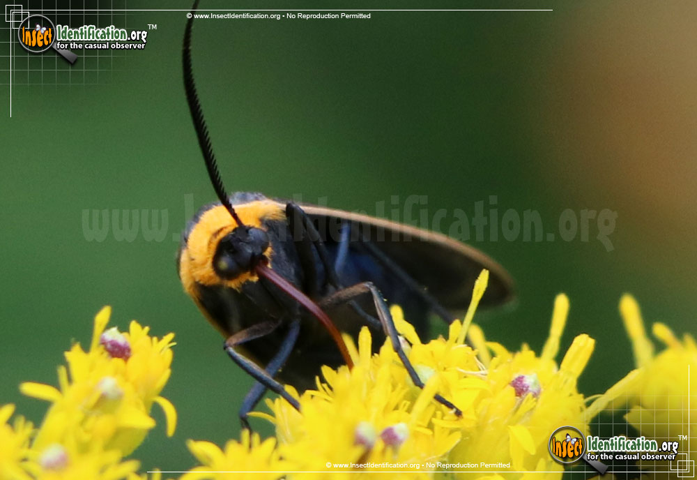 Full-sized image #2 of the Yellow-Collared-Scape-Moth