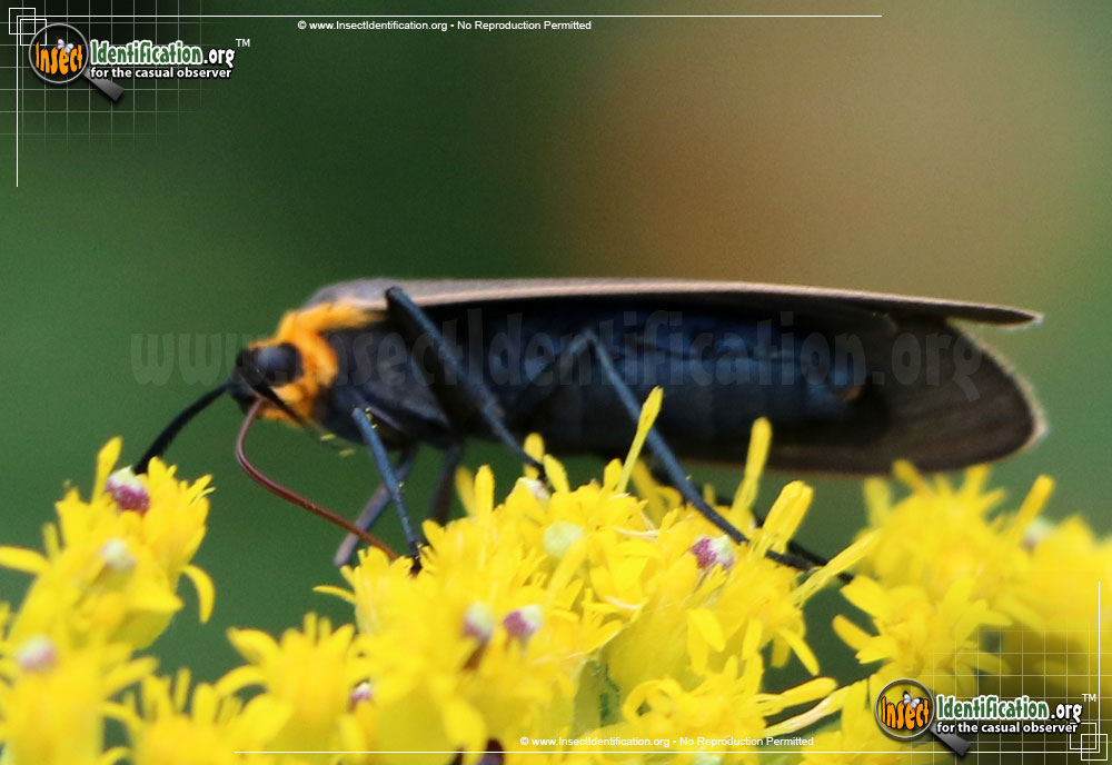 Full-sized image #3 of the Yellow-Collared-Scape-Moth