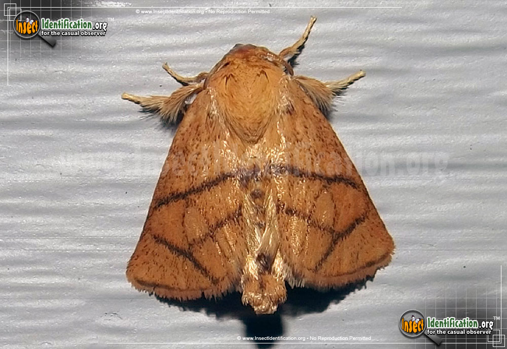 Full-sized image of the Yellow-Collared-Slug-Moth