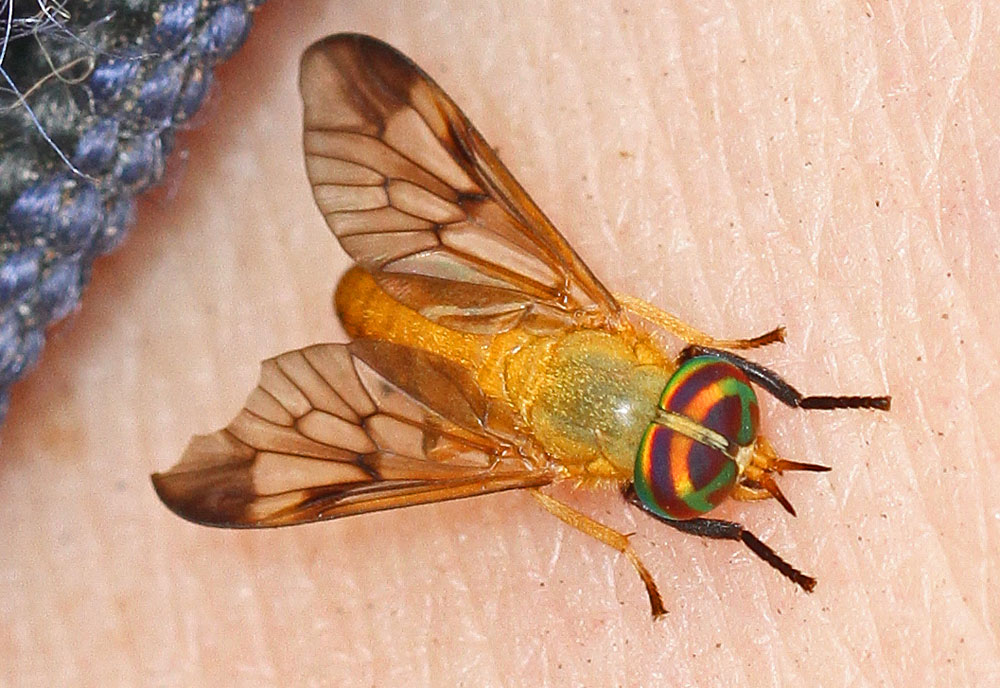 Full-sized image #2 of the Yellow-Fly