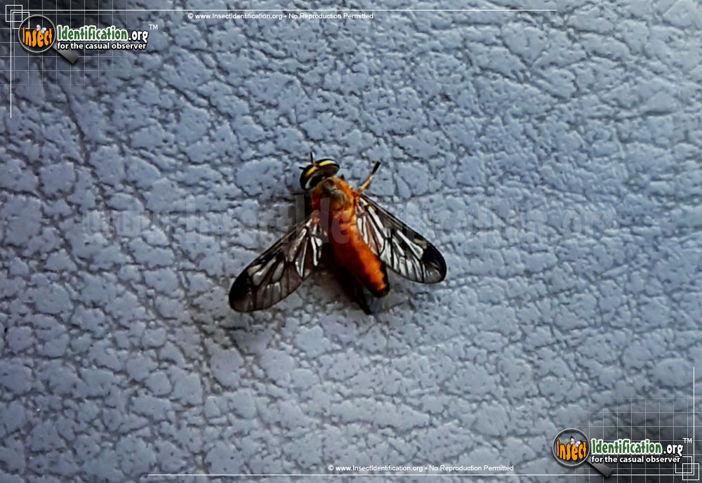 Full-sized image of the Yellow-Fly