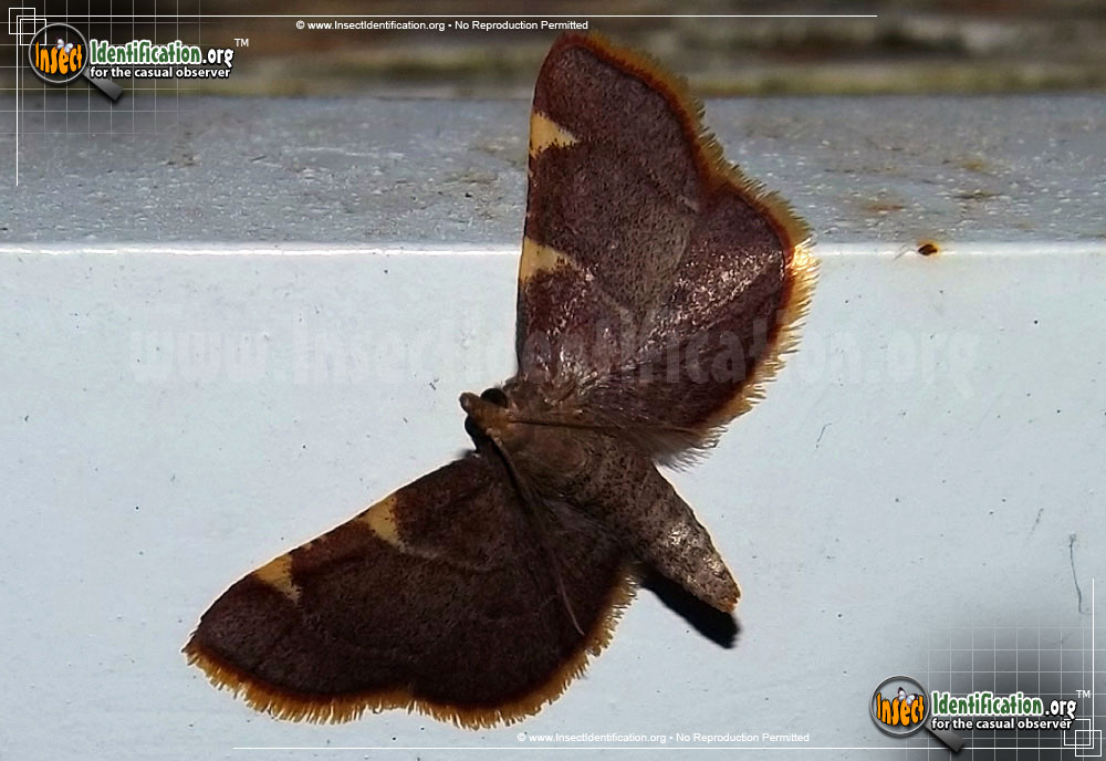 Full-sized image #2 of the Yellow-Fringed-Dolichomia-Moth