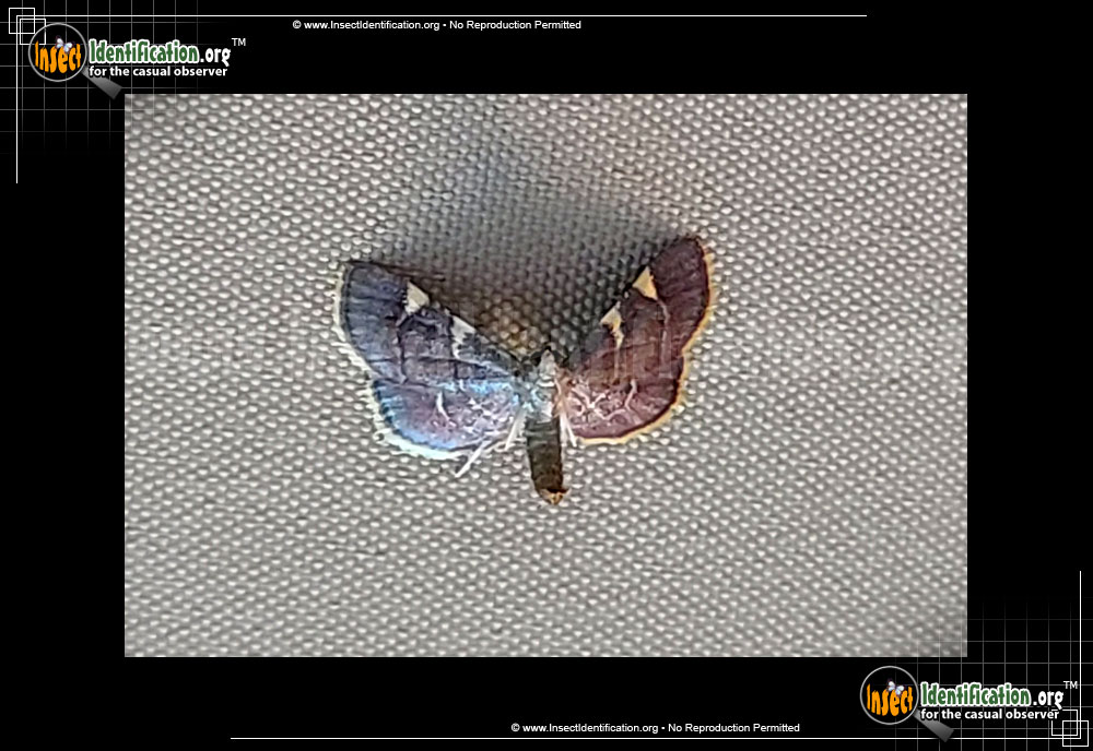 Full-sized image #3 of the Yellow-Fringed-Dolichomia-Moth