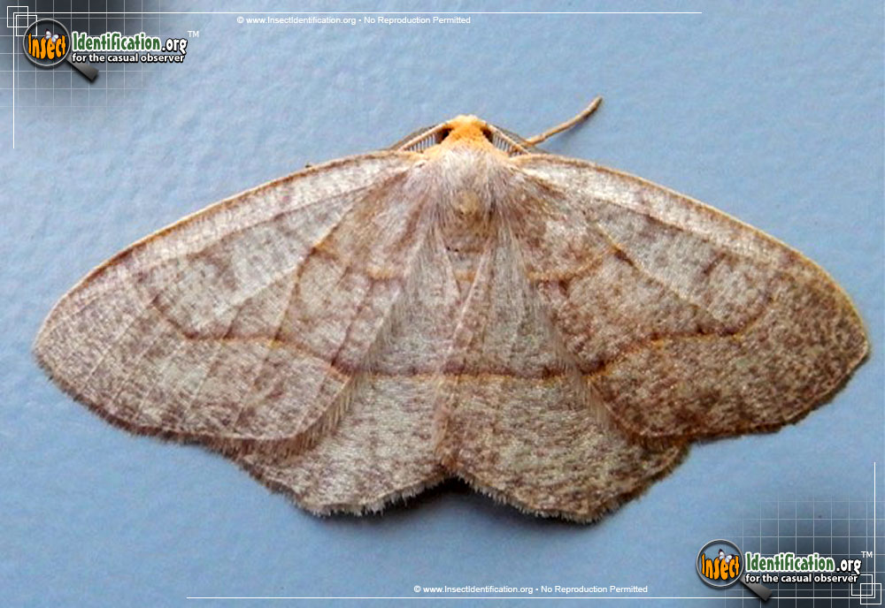 Full-sized image of the Yellow-Headed-Looper-Moth