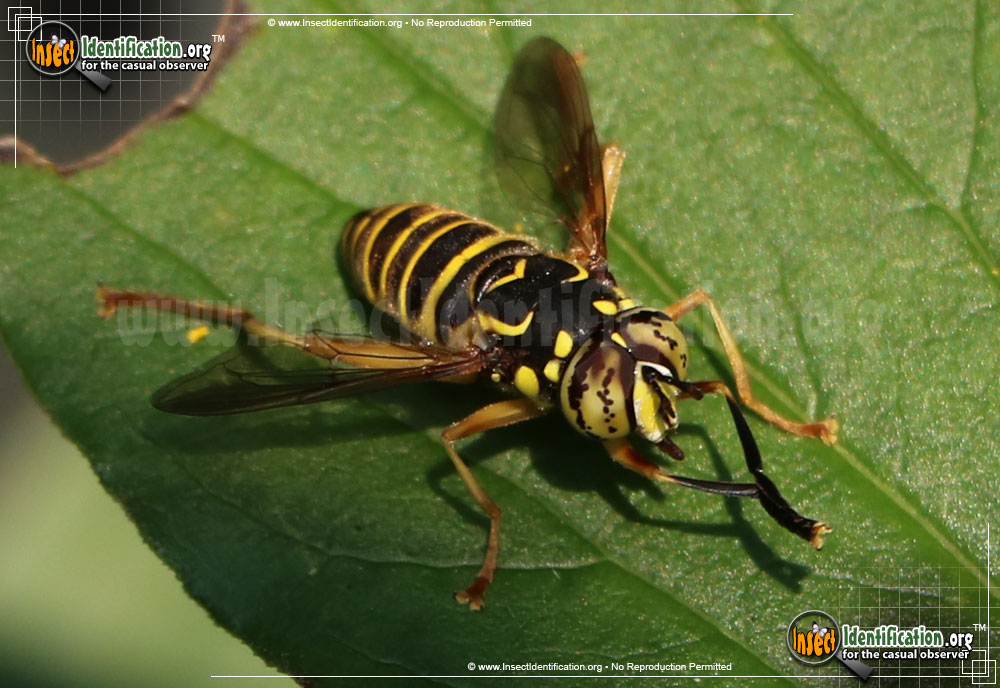Full-sized image #2 of the Yellow-Jacket-Fly