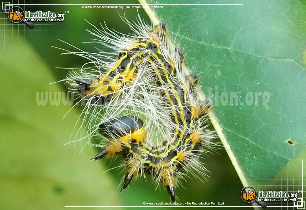 Full-sized image of the Yellow-Necked-Caterpillar-Moth