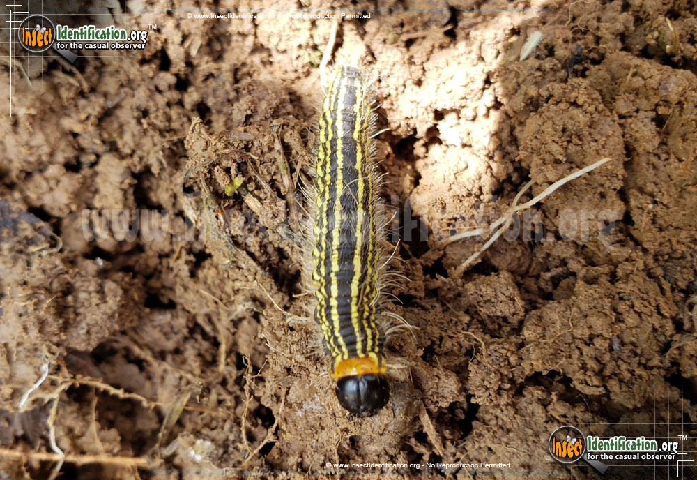 Full-sized image #4 of the Yellow-Necked-Caterpillar-Moth