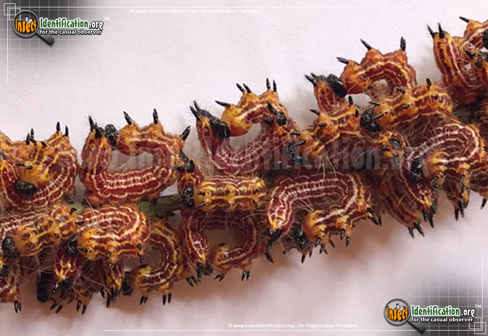 Full-sized image #5 of the Yellow-Necked-Caterpillar-Moth