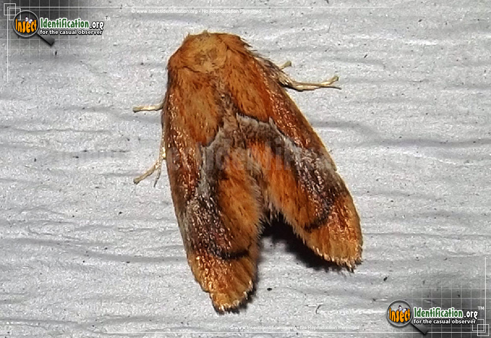 Full-sized image of the Yellow-Shouldered-Slug-Moth