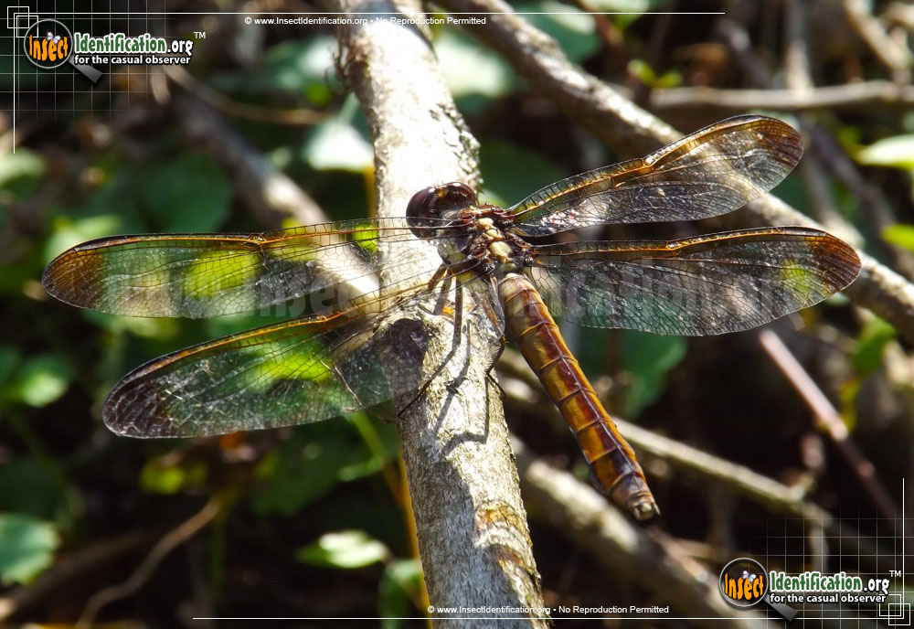 Full-sized image of the Yellow-Sided-Skimmer