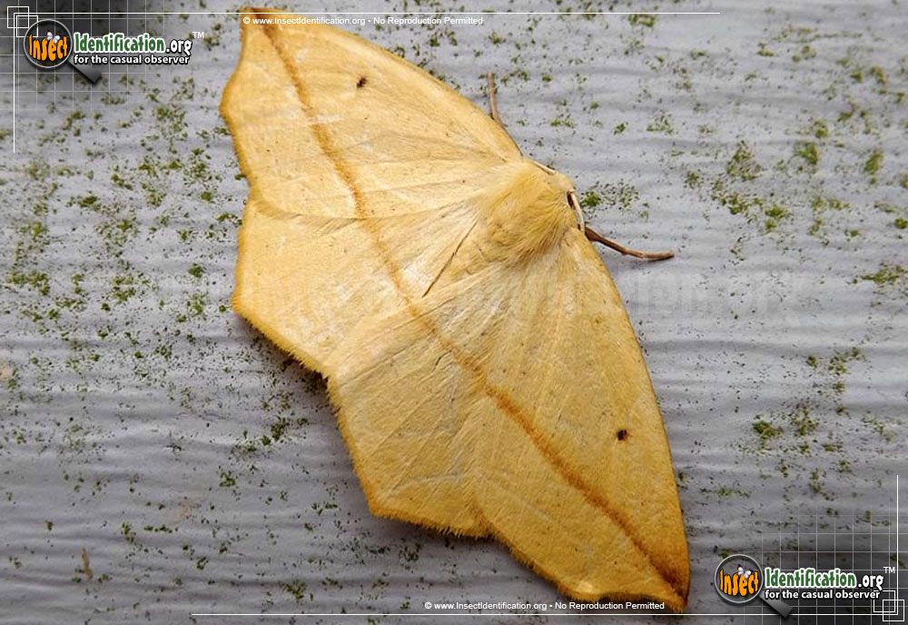 Full-sized image #2 of the Yellow-Slant-Line-Moth