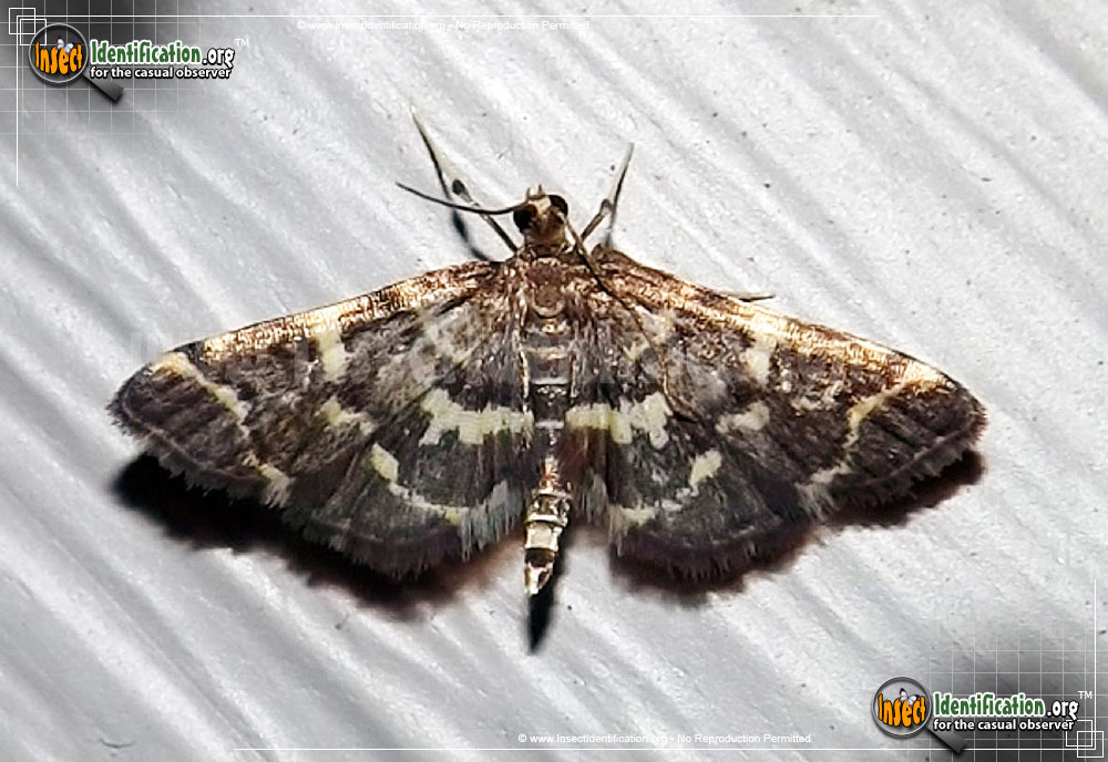 Full-sized image of the Yellow-Spotted-Webworm-Moth