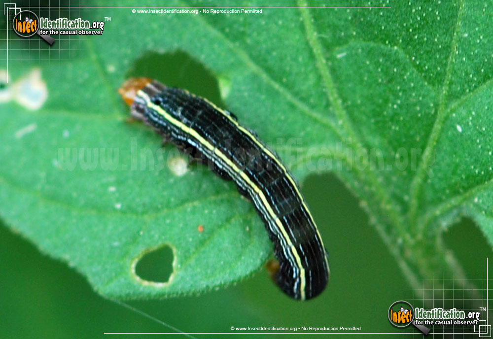 Full-sized image #2 of the Yellow-Striped-Armyworm-Moth
