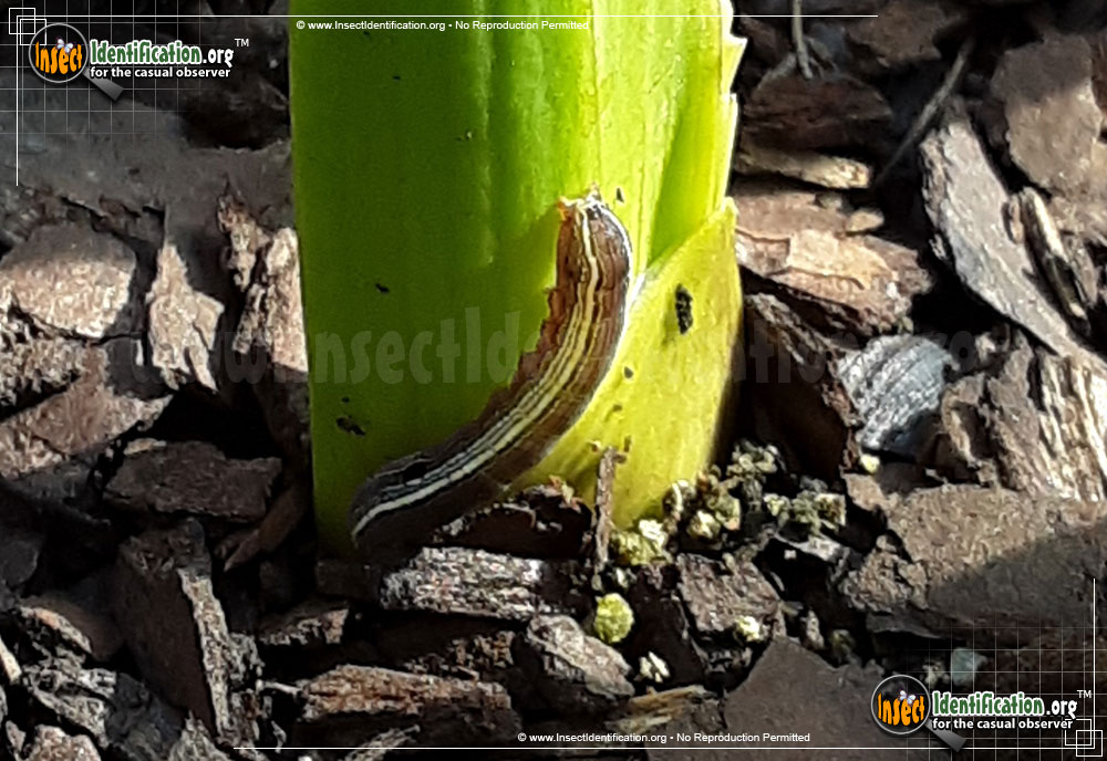 Full-sized image #11 of the Yellow-Striped-Armyworm-Moth