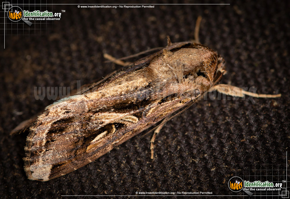 Full-sized image #3 of the Yellow-Striped-Armyworm-Moth