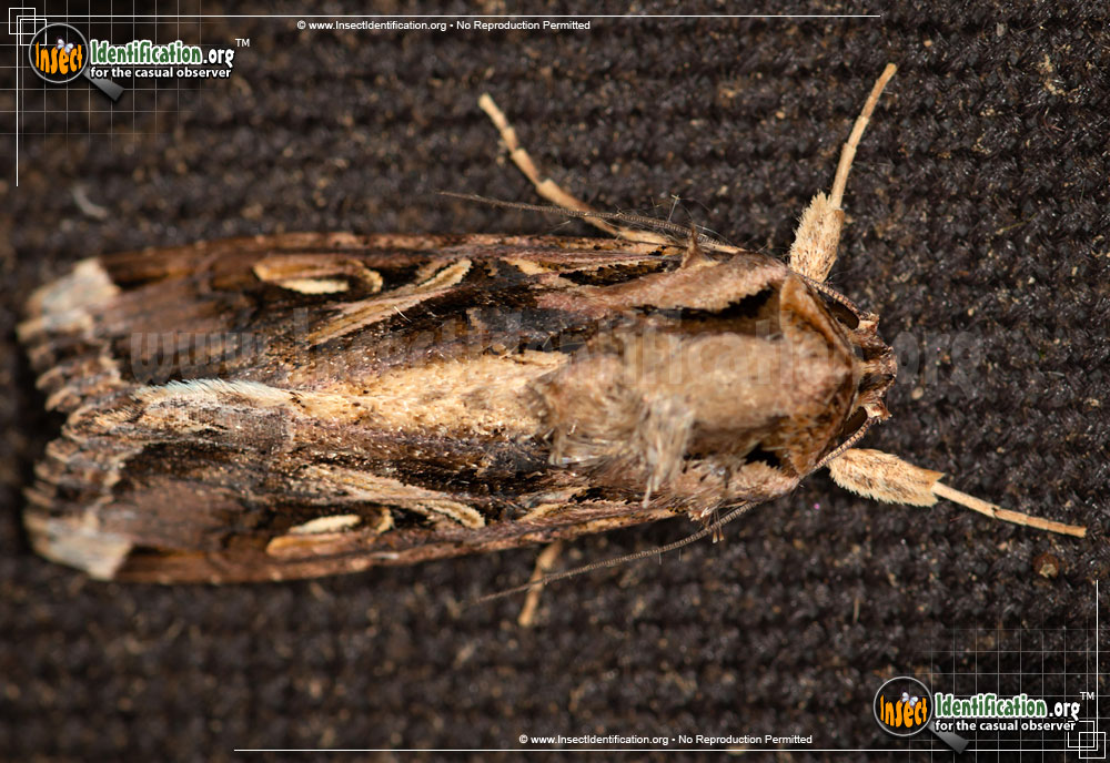 Full-sized image #9 of the Yellow-Striped-Armyworm-Moth