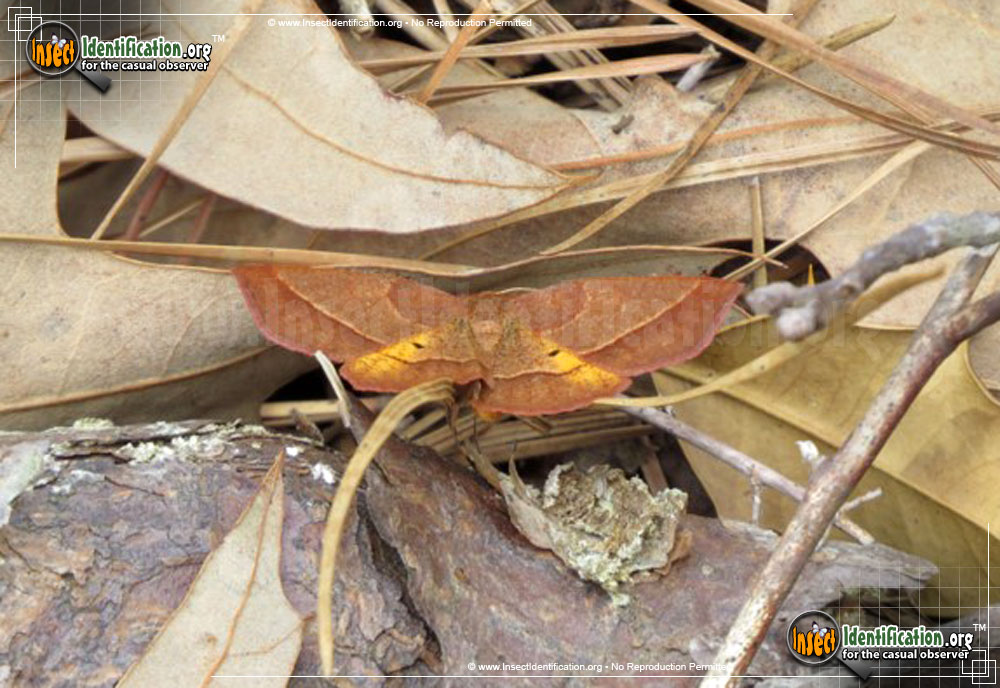 Full-sized image #2 of the Yellow-Washed-Metarranthis-Moth