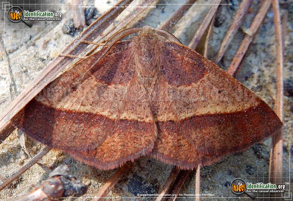 Full-sized image of the Yellow-Washed-Metarranthis-Moth