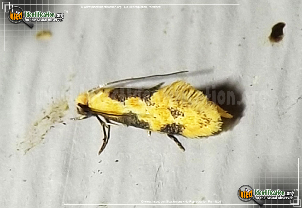 Full-sized image of the Yellow-Wave-Moth