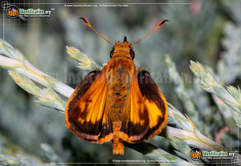Full-sized image #14 of the Zabulon-Skipper-Butterfly