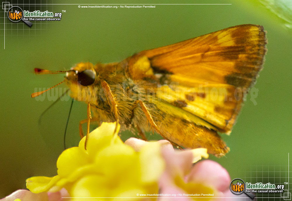 Full-sized image #12 of the Zabulon-Skipper-Butterfly