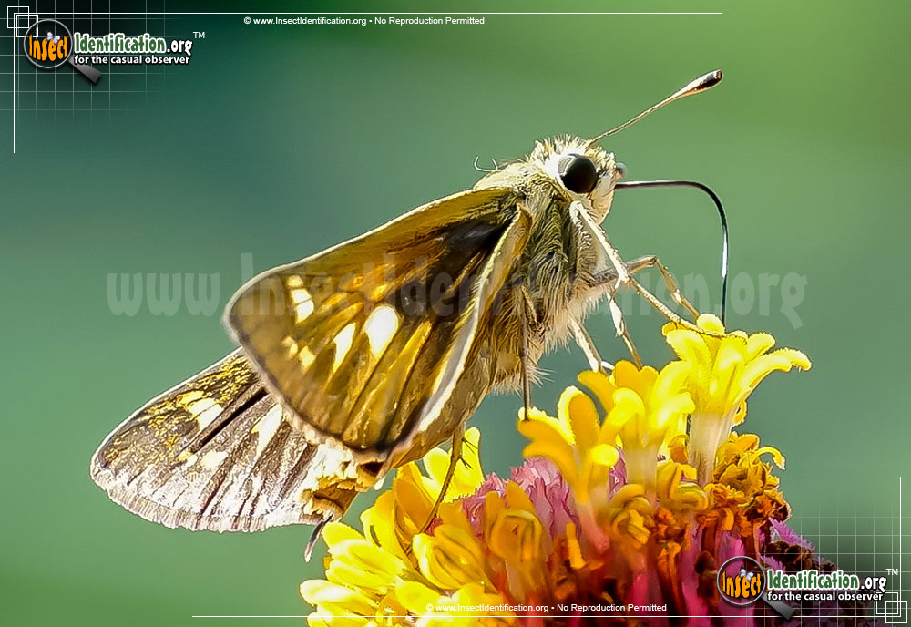 Full-sized image #2 of the Zabulon-Skipper-Butterfly