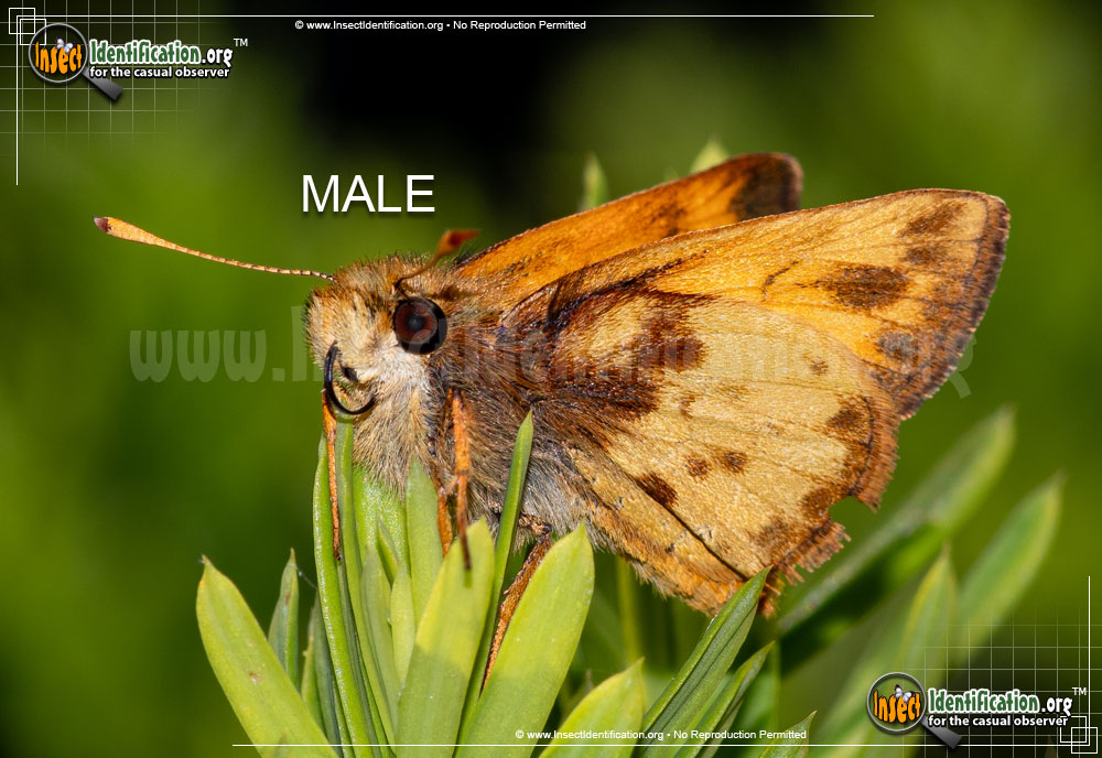 Full-sized image #3 of the Zabulon-Skipper-Butterfly