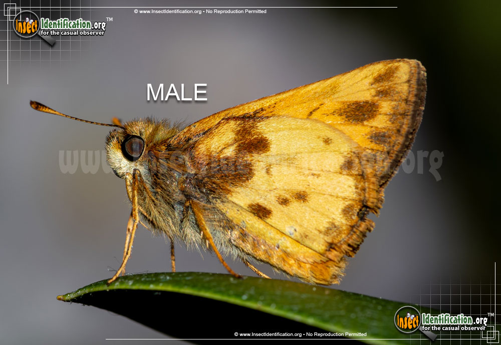 Full-sized image #4 of the Zabulon-Skipper-Butterfly