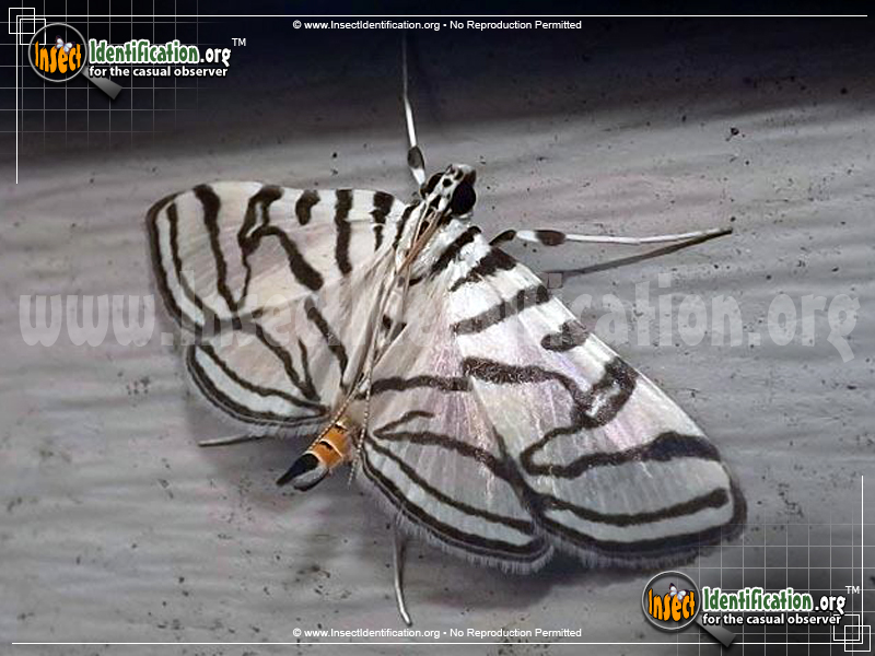 Full-sized image #2 of the Zebra-Conchylodes-Moth