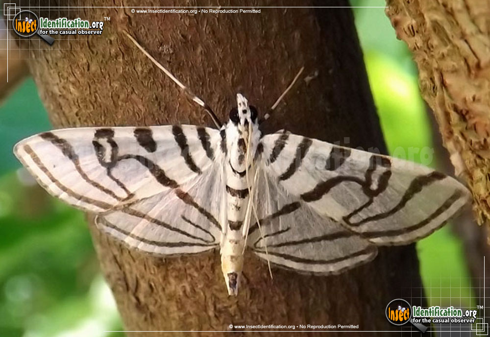 Full-sized image of the Zebra-Conchylodes-Moth