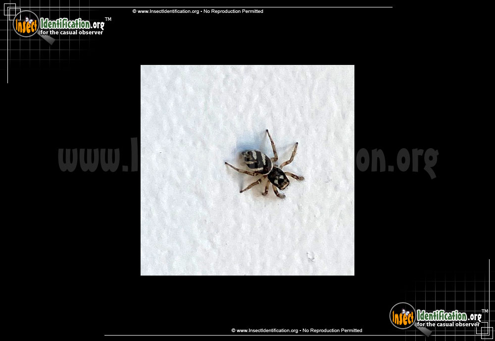 Full-sized image of the Zebra-Jumper-Spider