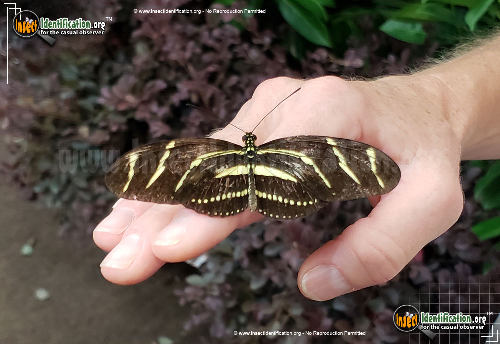 Full-sized image #2 of the Zebra-Longwing-Butterfly
